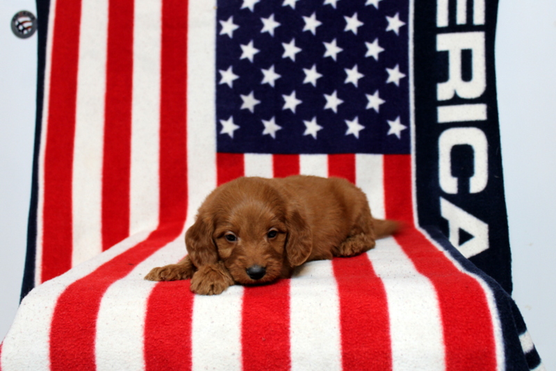puppy, for, sale, Mini Goldendoodle F1, Matthew B. Stoltzfus, dog, breeder, Gap, PA, dog-breeder, puppy-for-sale, forsale, nearby, find, puppyfind, locator, puppylocator, aca